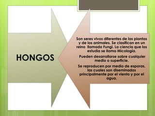 HONGOS
Son seres vivos diferentes de las plantas
y de los animales. Se clasifican en un
reino llamado Fungi. La ciencia que los
estudia se llama Micología.
Pueden desarrollarse sobre cualquier
medio o superficie.
Se reproducen por medio de esporas,
las cuales son diseminadas
principalmente por el viento y por el
agua.
 