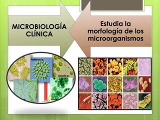 MICROBIOLOGÍA
CLÍNICA
Estudia la
morfología de los
microorganismos
 