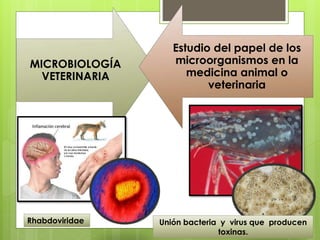 MICROBIOLOGÍA
VETERINARIA
Estudio del papel de los
microorganismos en la
medicina animal o
veterinaria
Rhabdoviridae Unión bacteria y virus que producen
toxinas.
 