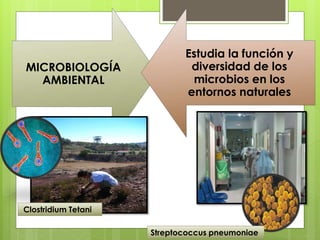 MICROBIOLOGÍA
AMBIENTAL
Estudia la función y
diversidad de los
microbios en los
entornos naturales
Streptococcus pneumoniae
Clostridium Tetani
 