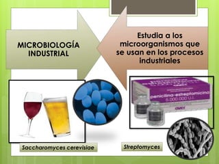 MICROBIOLOGÍA
INDUSTRIAL
Estudia a los
microorganismos que
se usan en los procesos
industriales
StreptomycesSaccharomyces cerevisiae
 