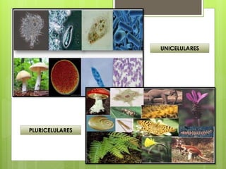 UNICELULARES
PLURICELULARES
 