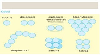 Size, Shape and Arrangement of bacteria | PPTX