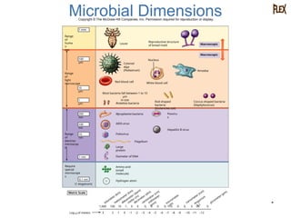 Microbial Range Micro1New.ppt.pptx the mai themes of micfrobiology | PPTX