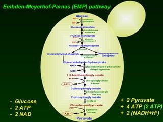 Wine Microbiology | PPT