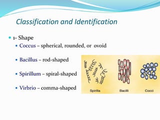 micro 2.ppt