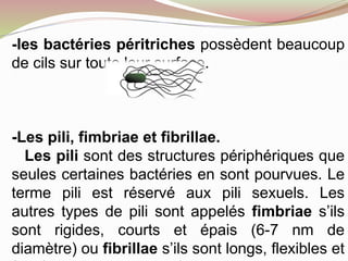 Microbiologie: le monde microbien et les techniques de mise en évidence ...