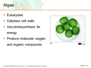 Micro 2.ppt structure and function of microorganisms; bacteria, archae ...