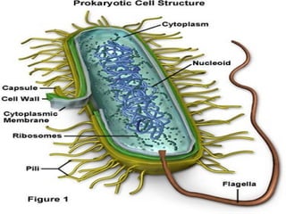 Micro 2.ppt structure and function of microorganisms; bacteria, archae ...