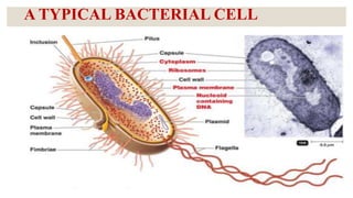 A TYPICAL BACTERIAL CELL
 