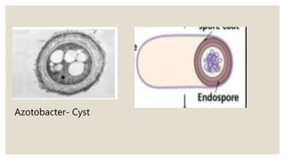 Azotobacter- Cyst
 