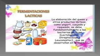LOS MICROORGANISMOS COMO PRODUCTORES DE ALIMENTOS
Producción de alimentos
Proceso fermentativo (principalmente láctica)
De...