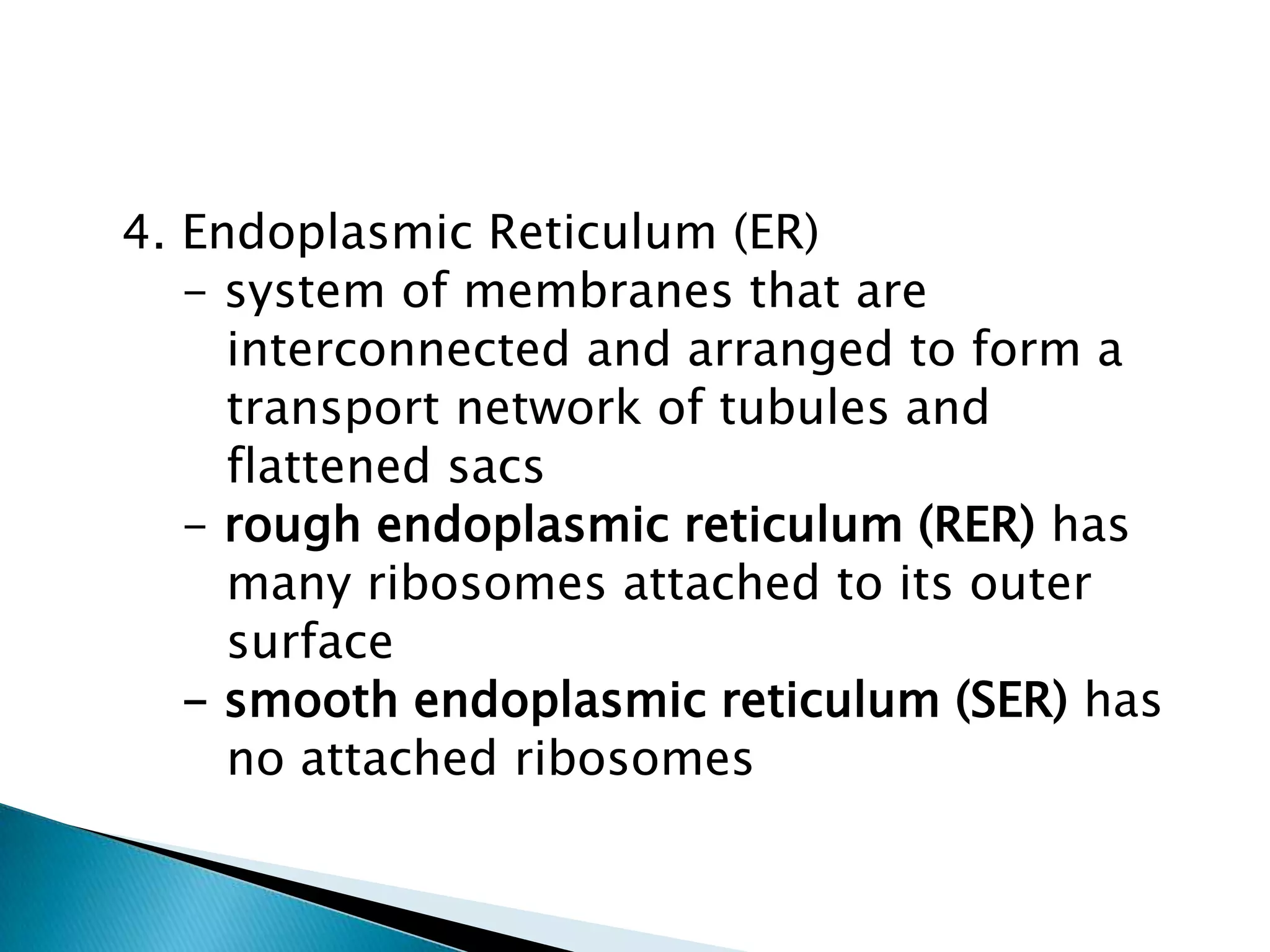   4. Endoplasmic Reticulum (ER)      - system of membranes that are          interconnected and arranged to form a          transport network of tubules and          flattened sacs      - rough endoplasmic reticulum (RER) hasmany ribosomes attached to its outersurface      - smooth endoplasmic reticulum (SER) hasno attached ribosomes
