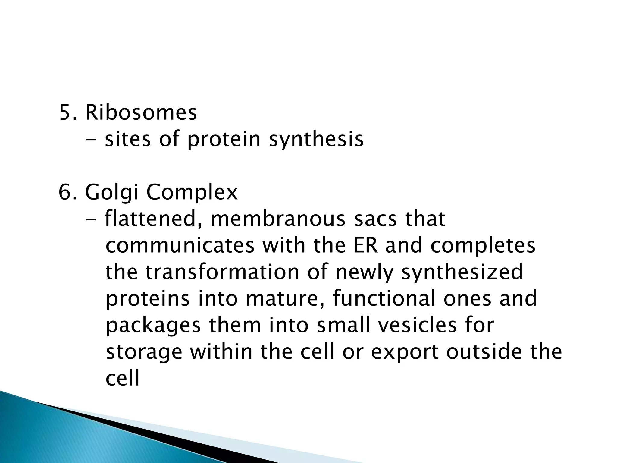   5. Ribosomes      - sites of protein synthesis  6. Golgi Complex      - flattened, membranous sacs that          communicates with the ER and completes          the transformation of newly synthesized         proteins into mature, functional ones and         packages them into small vesicles for         storage within the cell or export outside the         cell