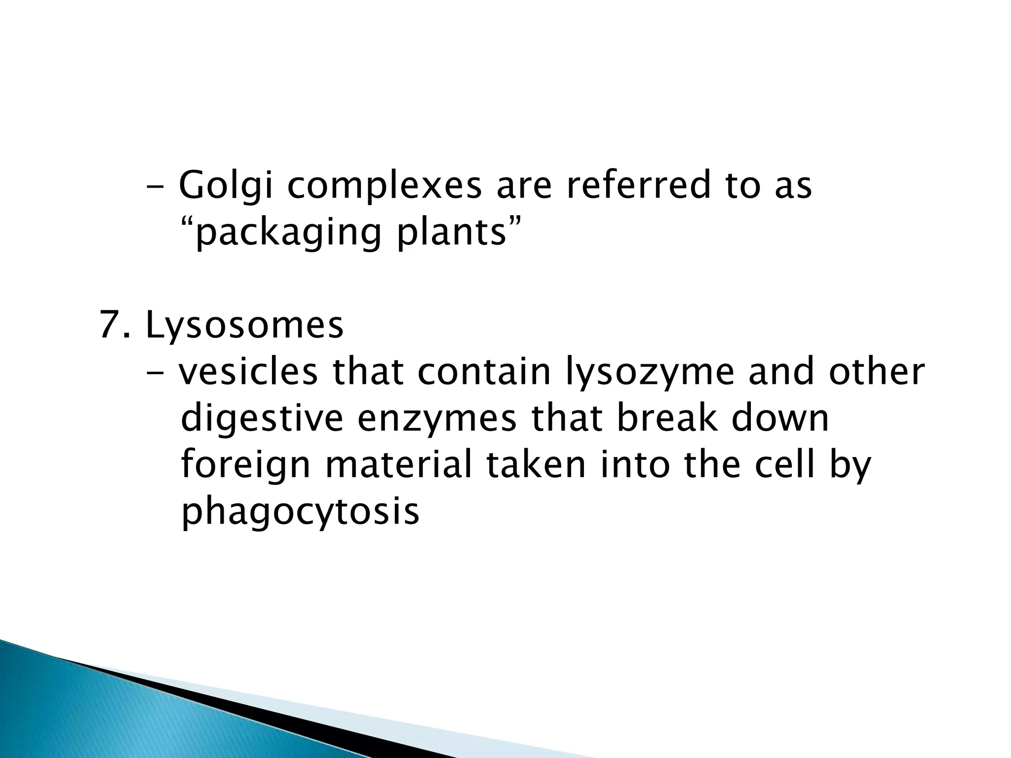       - Golgi complexes are referred to as         “packaging plants”  7. Lysosomes      - vesicles that contain lysozyme and other         digestive enzymes that break down          foreign material taken into the cell byphagocytosis