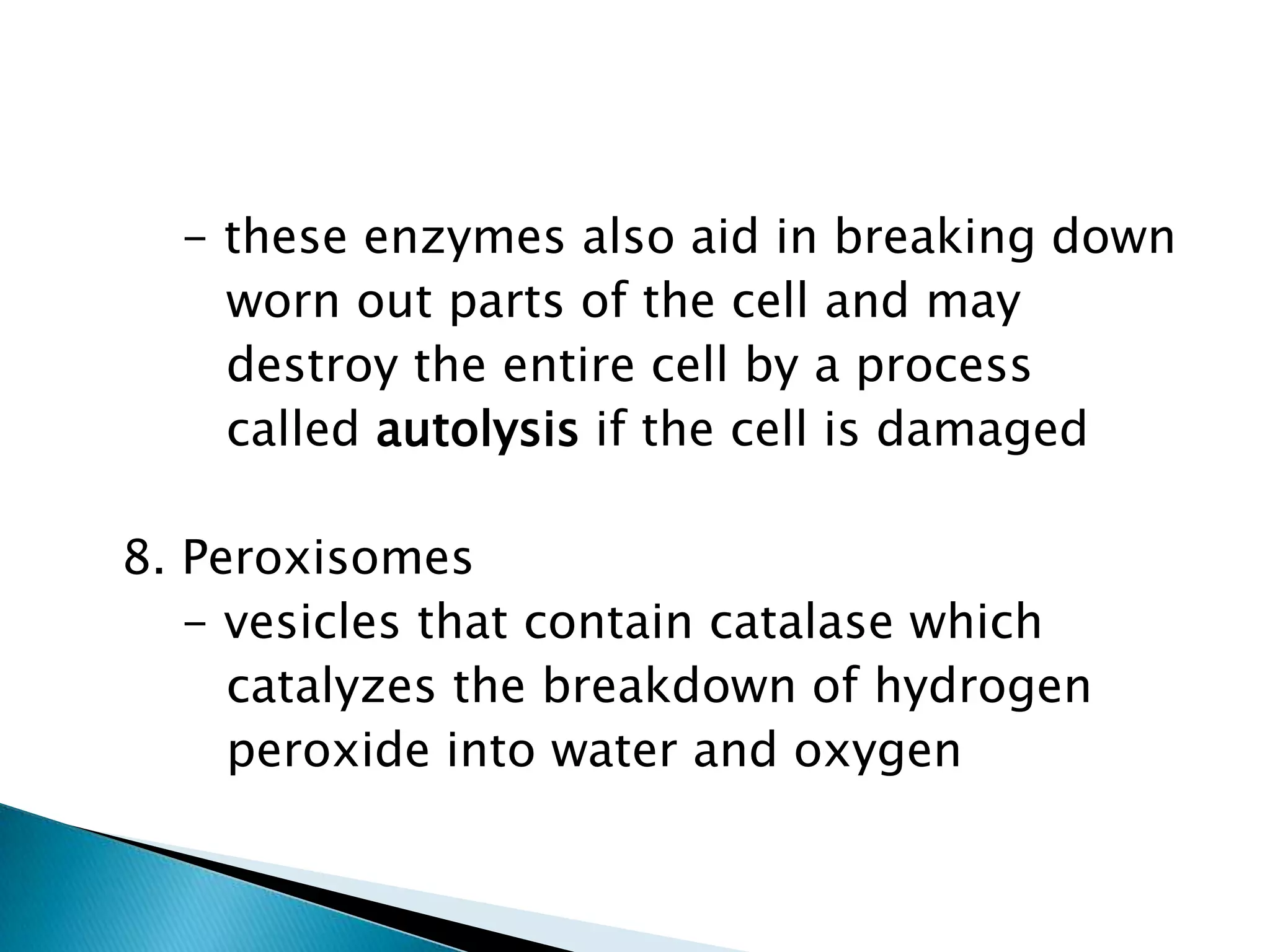       - these enzymes also aid in breaking down         worn out parts of the cell and may          destroy the entire cell by a process          called autolysis if the cell is damaged  8. Peroxisomes      - vesicles that contain catalase which         catalyzes the breakdown of hydrogen         peroxide into water and oxygen