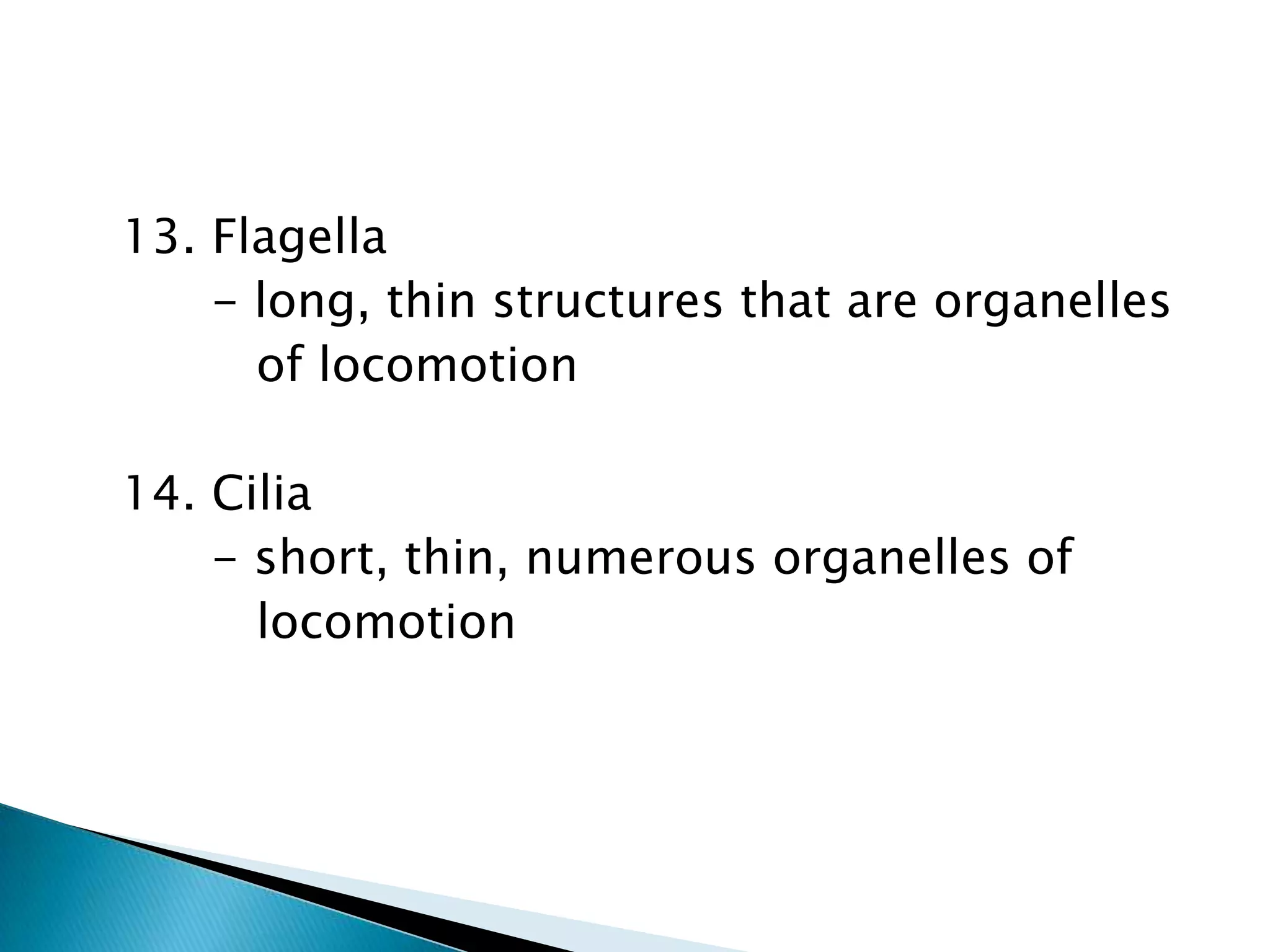   13. Flagella        - long, thin structures that are organelles           of locomotion  14. Cilia        - short, thin, numerous organelles of           locomotion