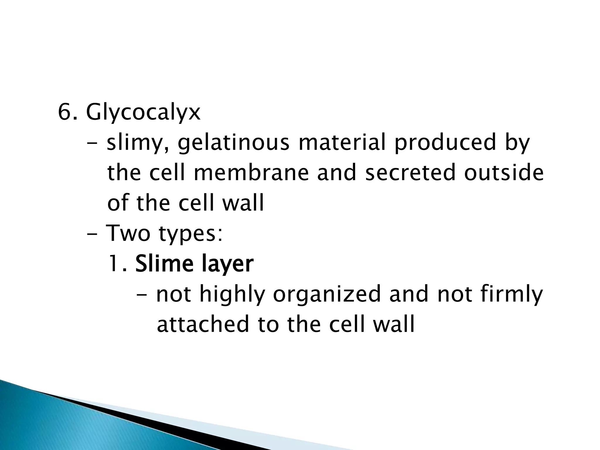   6. Glycocalyx      - slimy, gelatinous material produced by          the cell membrane and secreted outside         of the cell wall      - Two types:         1. Slime layer             - not highly organized and not firmly                attached to the cell wall