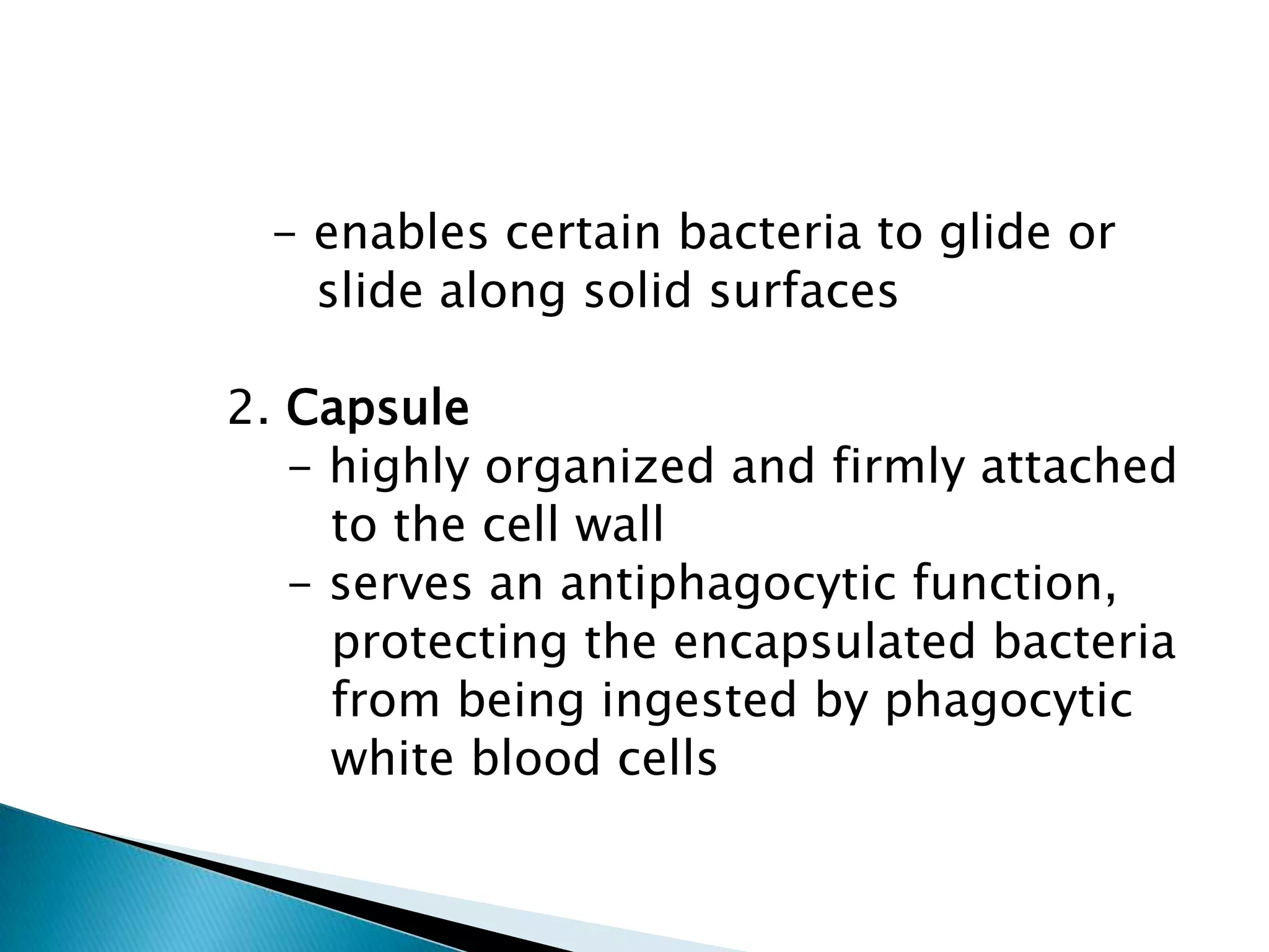             - enables certain bacteria to glide or               slide along solid surfaces         2. Capsule             - highly organized and firmly attached                to the cell wall             - serves an antiphagocytic function,                protecting the encapsulated bacteria                from being ingested by phagocytic                white blood cells