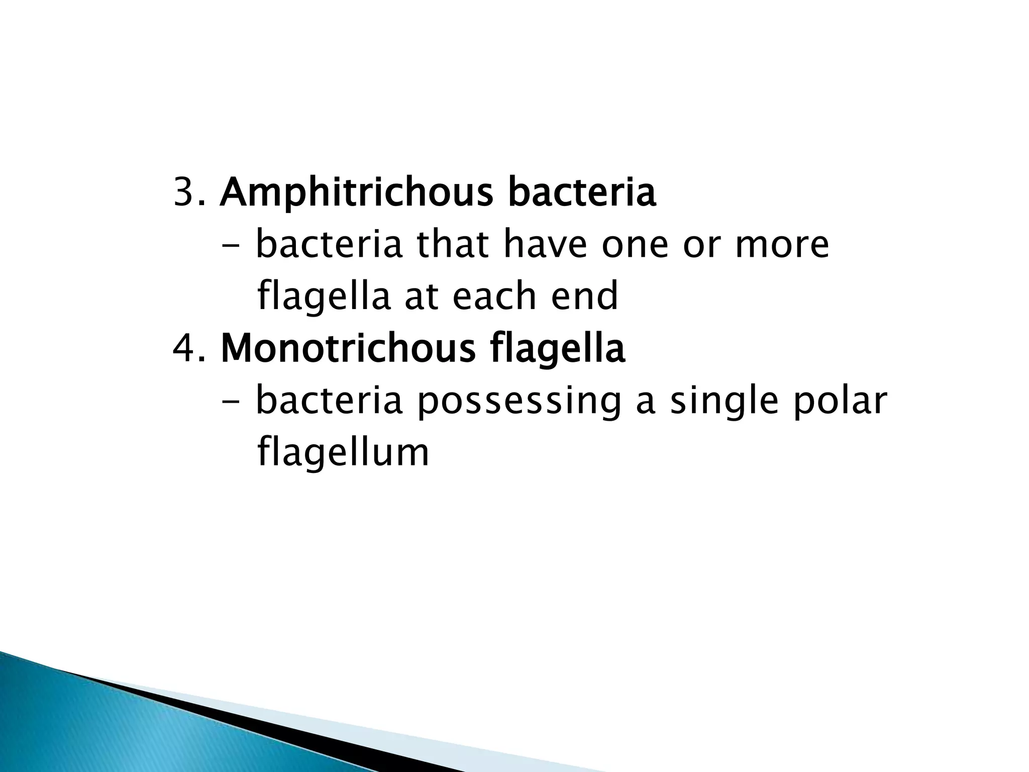         3. Amphitrichous bacteria            - bacteria that have one or more                flagella at each end        4. Monotrichous flagella            - bacteria possessing a single polar               flagellum