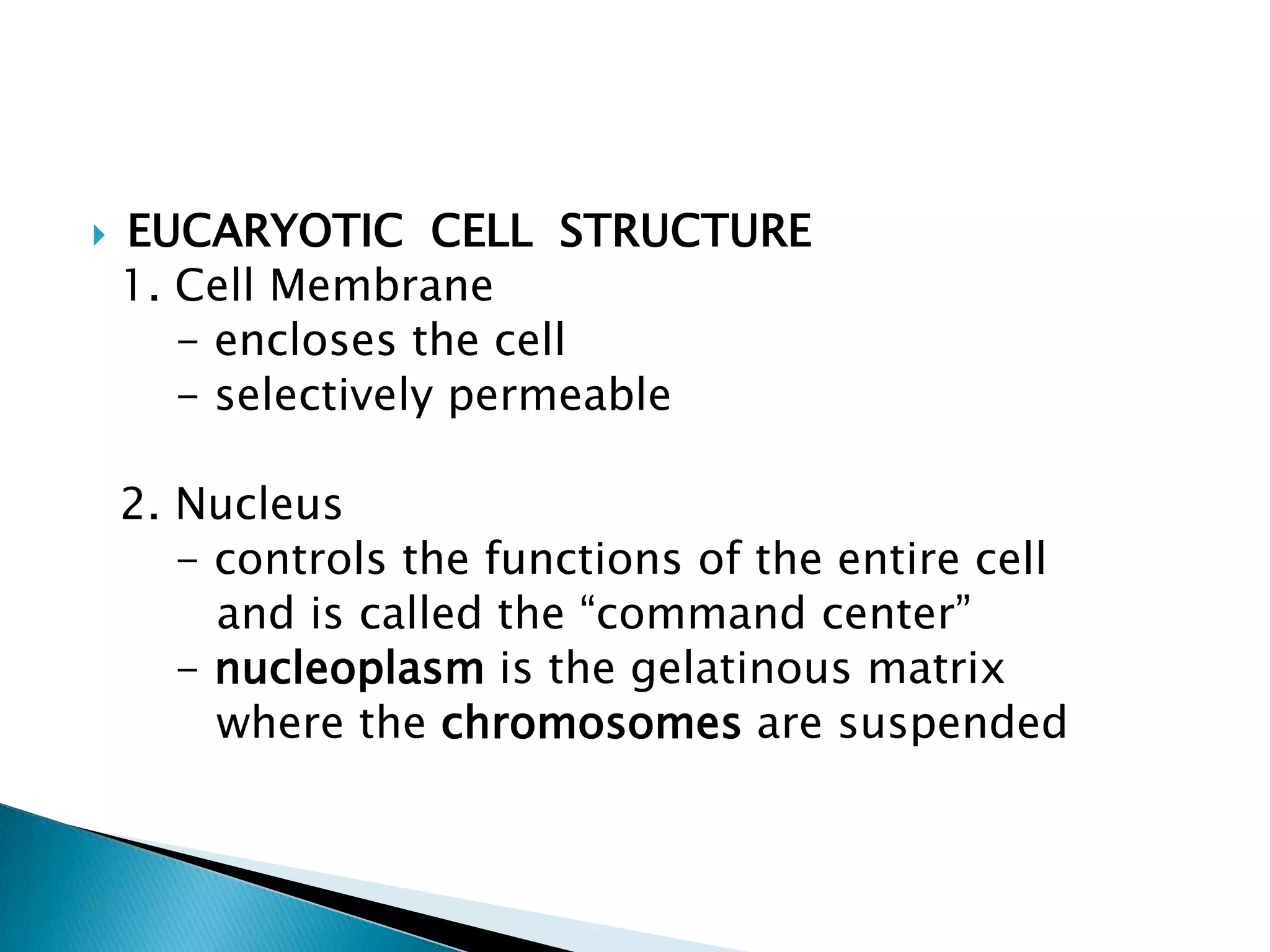 EUCARYOTIC  CELL  STRUCTURE1. Cell Membrane- encloses the cell- selectively permeable  2. Nucleus      - controls the functions of the entire cell         and is called the “command center”      - nucleoplasmis the gelatinous matrix         where the chromosomes are suspended