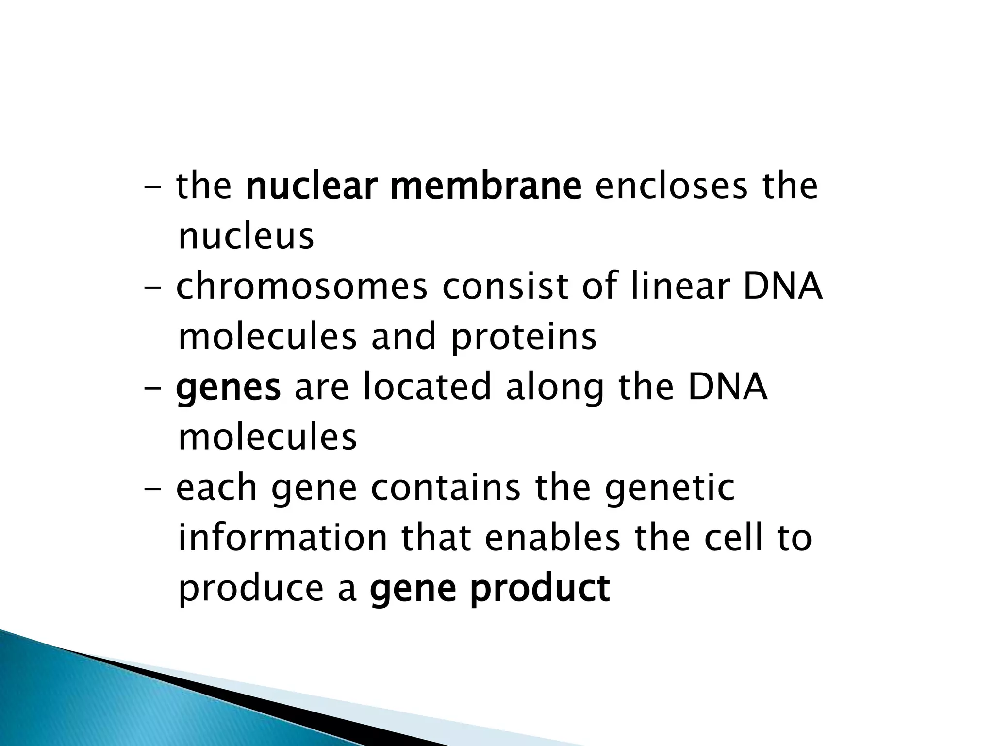       - the nuclear membrane encloses the          nucleus      - chromosomes consist of linear DNA         molecules and proteins      - genes are located along the DNA         molecules      - each gene contains the genetic          information that enables the cell to         produce a gene product