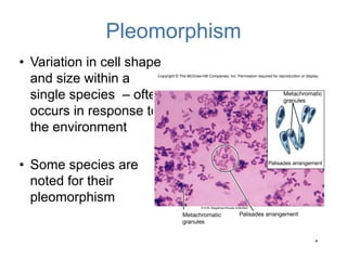 Define Pleomorphic Micro 4 New.ppt.pdf thesis main microbio | PDF