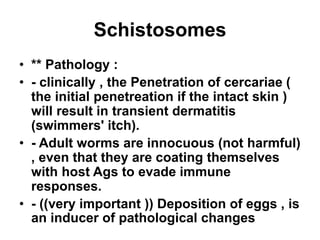 Schistosomes
• ** Pathology :
• - clinically , the Penetration of cercariae (
the initial penetreation if the intact skin )
will result in transient dermatitis
(swimmers' itch).
• - Adult worms are innocuous (not harmful)
, even that they are coating themselves
with host Ags to evade immune
responses.
• - ((very important )) Deposition of eggs , is
an inducer of pathological changes
 