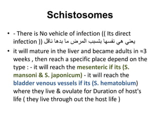 • - There is No vehicle of infection (( Its direct
infection )) ‫ناقل‬ ‫بدها‬ ‫ما‬ ‫المرض‬ ‫بتسبب‬ ‫نفسها‬ ‫هي‬ ‫يعني‬
• it will mature in the liver and became adults in ≈3
weeks , then reach a specific place depend on the
type : - it will reach the mesenteric if its (S.
mansoni & S. japonicum) - it will reach the
bladder venous vessels if its (S. hematobium)
where they live & ovulate for Duration of host's
life ( they live through out the host life )
Schistosomes
 