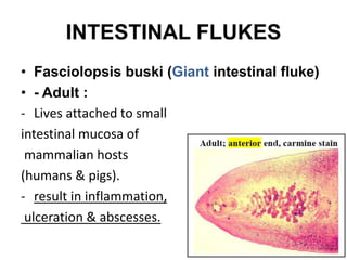INTESTINAL FLUKES
• Fasciolopsis buski (Giant intestinal fluke)
• - Adult :
- Lives attached to small
intestinal mucosa of
mammalian hosts
(humans & pigs).
- result in inflammation,
ulceration & abscesses.
 