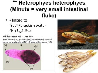 ** Heterophyes heterophyes
(Minute = very small intestinal
fluke)
• - linked to
fresh/brackish water
fish ! ‫سمك‬‫ني‬
 