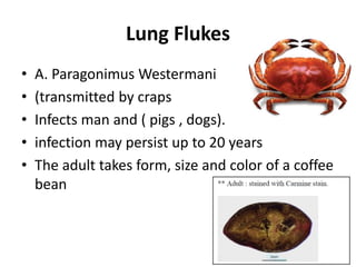 Lung Flukes
• A. Paragonimus Westermani
• (transmitted by craps
• Infects man and ( pigs , dogs).
• infection may persist up to 20 years
• The adult takes form, size and color of a coffee
bean
 