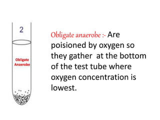 Obligate anaerobe :- Are
poisioned by oxygen so
they gather at the bottom
of the test tube where
oxygen concentration is
lowest.
