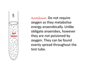 Aerotolerant:- Do not require
oxygen as they metabolise
energy anaerobically. Unlike
obligate anaerobes, however
they are not poisioned by
oxygen. They can be found
evenly spread throughout the
test tube.