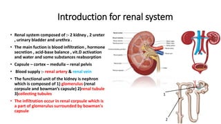 Introduction for renal system
• Renal system composed of :- 2 kidney , 2 ureter
, urinary bladder and urethra .
• The main fuction is blood infiltration , hormone
secretion , acid-base balance , vit.D activation
and water and some substances reabsorption
• Capsule – cortex – medulla – renal pelvis
• Blood supply :- renal artery & renal vein
• The functional unit of the kidney is nephron
which is composed of 1) glomerulus (renal
corpsule and bowman’s capsule) 2)renal tubule
3)collecting tubules
• The infiltration occur in renal corpsule which is
a part of glomerulus surrounded by bowman's
capsule
1
2
 