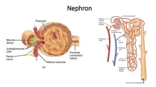 Nephron
 