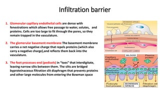 Infiltration barrier
1. Glomerular capillary endothelial cells are dense with
fenestrations which allows free passage to water, solutes, and
proteins. Cells are too large to fit through the pores, so they
remain trapped in the vasculature.
2. The glomerular basement membrane The basement membrane
carries a net negative charge that repels proteins (which also
carry a negative charge),and reflects them back into the
vasculature.
3. The foot processes end (pedicels) in “toes” that interdigitate,
leaving narrow slits between them. The slits are bridged
byproteinaceous filtration slit diaphragm that prevents proteins
and other large molecules from entering the Bowman space
 