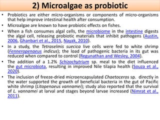 2) Microalgae as probiotic
• Probiotics are either micro-organisms or components of micro-organisms
that help improve intestinal health after consumption.
• Microalgae are known to have probiotic effects on fishes.
• When a fish consumes algal cells, the microbiome in the intestine digests
the algal cell, releasing probiotic materials that inhibit pathogens (Austin,
2006, Ghanbari et al., 2015, Nayak, 2010).
• In a study, the Tetraselmis suecica live cells were fed to white shrimp
(Fenneropenaeus indicus); the load of pathogenic bacteria in its gut was
reduced when compared to control (Regunathan and Wesley, 2004).
• The addition of a 1.2% Schizochytrium sp. meal to the diet influenced
the gut microbiota, resulting in improved Nile tilapia health (Souza et al.,
2020).
• The inclusion of freeze-dried microencapsulated Chaetoceros sp. directly in
the water supported the growth of beneficial bacteria in the gut of Pacific
white shrimp (Litopenaeus vannamei); study also reported that the survival
of L. vannamei at larval and stages beyond larvae increased (Nimrat et al.,
2011).
 