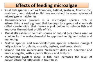 Effects of feeding microalgae
• Small fish species such as flounders, halibut, seabass, Atlantic cod,
seabream, and striped mullet are nourished by some species of
microalgae in hatcheries.
• Haematococcus pluvialis is a microalgae species rich in
astaxanthin, a red pigment that belongs to a group of chemicals
called carotenoids, that makes a pink colour to salmon fish and
improves the nutrient profile of fish.
• Dunaliella salina is the main source of natural β-carotene used as
a colour for the seafood-market to approve the pigment value and
marketing.
• Pavlova species and Nannochloropsis species enhance omega-3
fatty acids in fish, clams, mussels, oysters, and brood stock.
• Salmon fed the mineral-rich “seaweed” diets are healthier and
more energetic, with superior flavour and texture.
• Macrocystis pyrifera meal in fish diet increases the level of
polyunsaturated fatty acids in trout flesh.
 