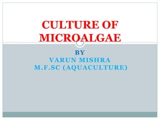 BY
VARUN MISHRA
M.F.SC (AQUACULTURE)
CULTURE OF
MICROALGAE
 
