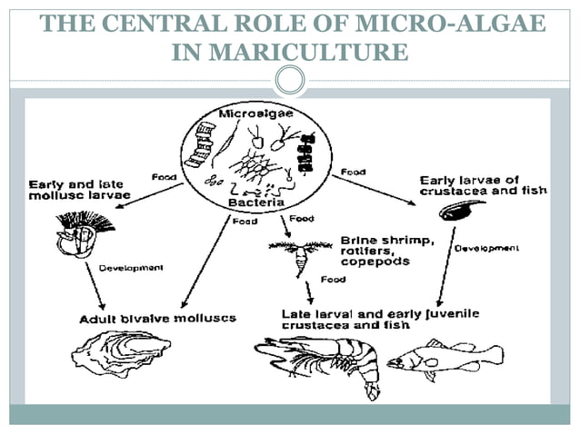 Microalgae culture | PPTX | Zoos & Aquariums | Attractions