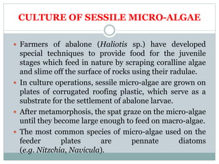 CULTURE OF SESSILE MICRO-ALGAE
 Farmers of abalone (Haliotis sp.) have developed
special techniques to provide food for t...