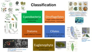 Microalgae Classification microalga for food industry: Prospect and challanges | PDF