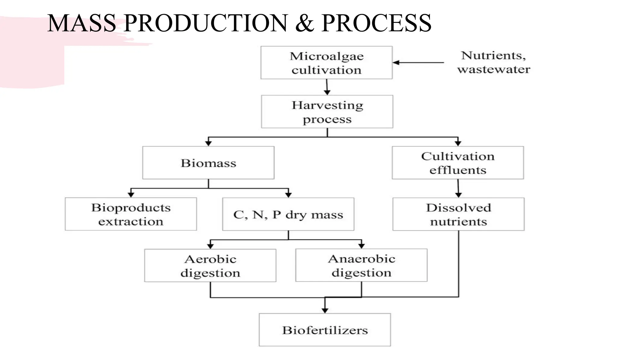 MASS PRODUCTION & PROCESS
 