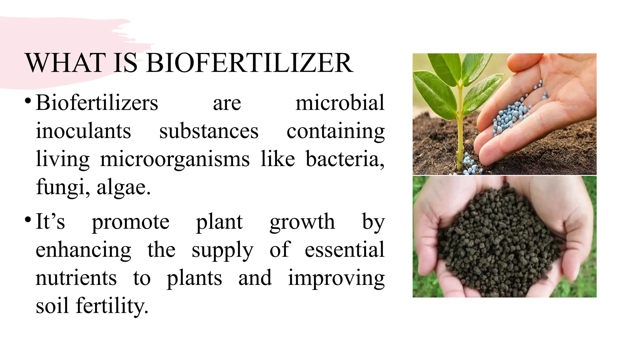 WHAT IS BIOFERTILIZER
•Biofertilizers are microbial
inoculants substances containing
living microorganisms like bacteria,
fungi, algae.
•It’s promote plant growth by
enhancing the supply of essential
nutrients to plants and improving
soil fertility.
 