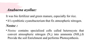Anabaena azollae:
It was bio fertilizer and green manure, especially for rice.
• It’s symbiotic cyanobacterium that fix atmospheric nitrogen.
Nostoc :
• Nostoc contains specialized cells called heterocysts that
convert atmospheric nitrogen (N ) into ammonia (NH ).It
₂ ₃
Provide the soil Enrichment and performs Photosynthesis.
 
