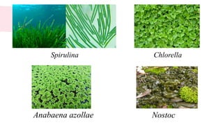 Spirulina Chlorella
Anabaena azollae Nostoc
 