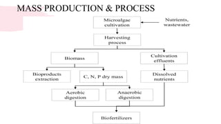 MASS PRODUCTION & PROCESS
 