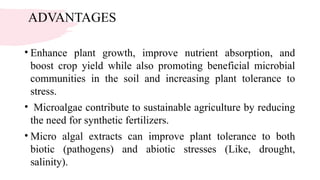 ADVANTAGES
• Enhance plant growth, improve nutrient absorption, and
boost crop yield while also promoting beneficial microbial
communities in the soil and increasing plant tolerance to
stress.
• Microalgae contribute to sustainable agriculture by reducing
the need for synthetic fertilizers.
• Micro algal extracts can improve plant tolerance to both
biotic (pathogens) and abiotic stresses (Like, drought,
salinity).
 