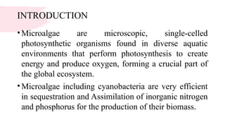 INTRODUCTION
•Microalgae are microscopic, single-celled
photosynthetic organisms found in diverse aquatic
environments that perform photosynthesis to create
energy and produce oxygen, forming a crucial part of
the global ecosystem.
•Microalgae including cyanobacteria are very efficient
in sequestration and Assimilation of inorganic nitrogen
and phosphorus for the production of their biomass.
 